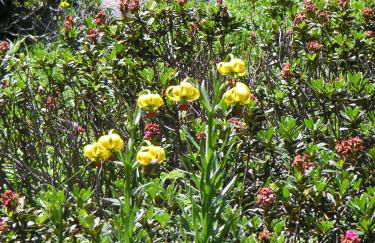 Les FEICHES et MARGUERITES - Foto 27
