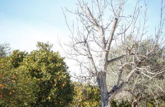 ΆΘΟΣ (ATHOS) - Foto 58