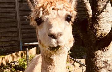 Rottal-AlpakaLodge Zeit zu Zweit im Grünen - Foto 44