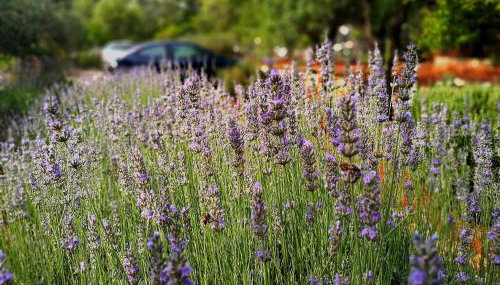 Apartments Basina - Foto 3