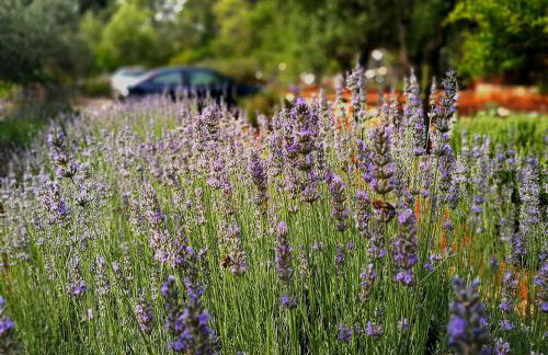 Apartments Basina - Foto 3