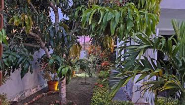 Charmosa suíte de Tucuns. - Foto 4