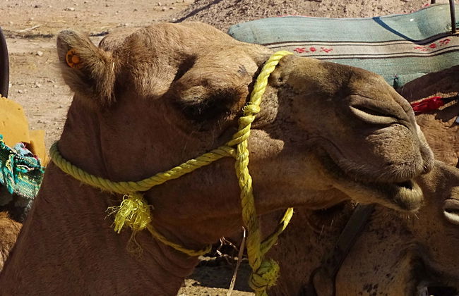 Marrakech Palm Grove Camel Ride - Foto 1