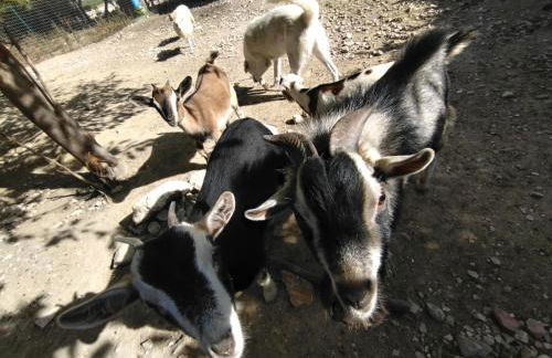 Cottoni Natural Space - Foto 33