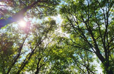 Le Domaine Insolite de Brocéliande - Foto 29