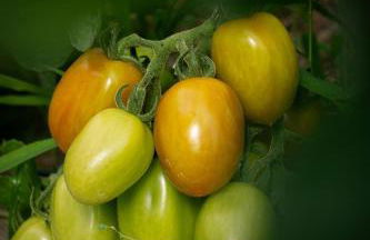 Podere Il Ritorno - Foto 26