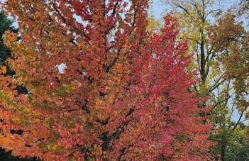 Les Rives du Lac de Léon - Foto 42