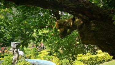 Quinta das Águias - Foto 3, Garden