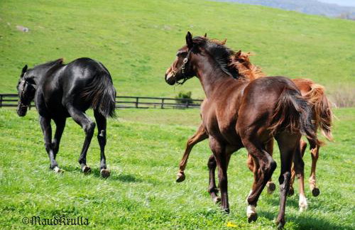 Villa Maud - Foto 20