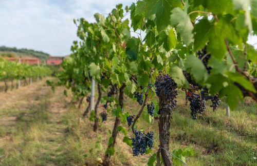 Agriturismo Le Case Rosse di Montebuono - Photo 81