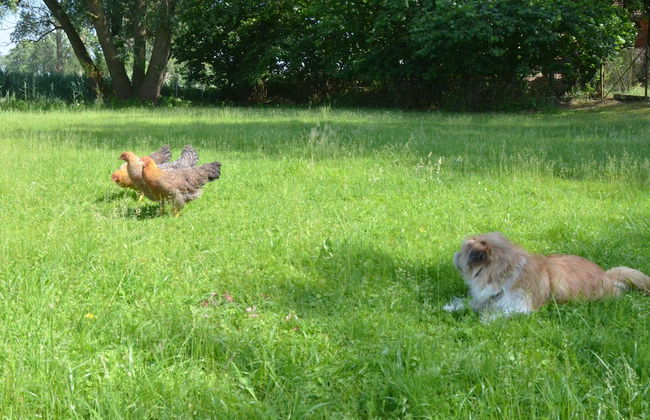 Kulturhof - Photo 27