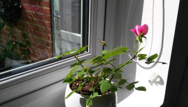 Garden Cottage - Photo 5