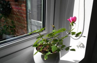 Garden Cottage - Foto 5