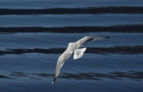 Buddy'S House Lake view Pet friendly whit garage - Foto 38