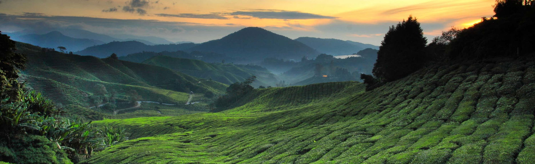 Amanecer en las Cameron Highlands