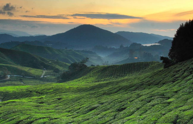 Amanecer en las Cameron Highlands - Foto 1