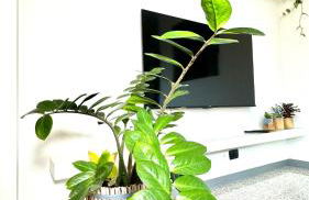 Roses' Home - Foto 18