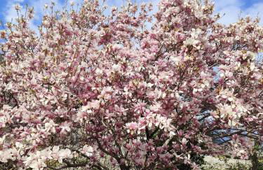 VILLA ADRY Aosta Sarre Your freedom - Foto 2