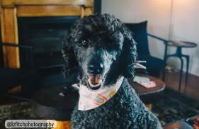 Uprising A pet friendly couples retreat - Foto 58