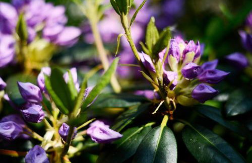 Lovely cottage with private garden - Foto 30