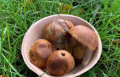 Idyllisches Ferienhaus in ruhiger Lage - Foto 27