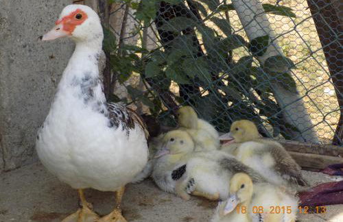 Casarao dos Reis - Foto 19