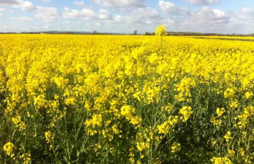 The Beach Huts - Camber Sands - Foto 48