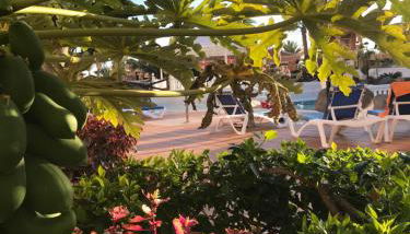 Apartamento Las Vistas Beach - Tenerife Royal Gardens - Photo 3, Garden