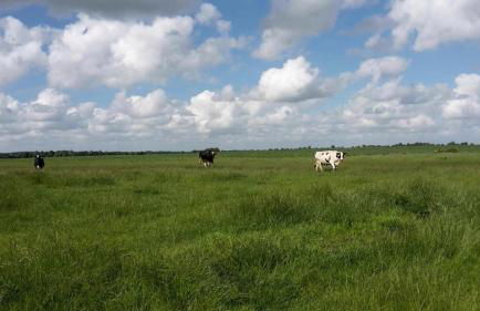 Friedeburga - Photo 33