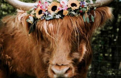 Charming Yurt Rental Nestled in the Forest near Friendsville, Maryland - Foto 22