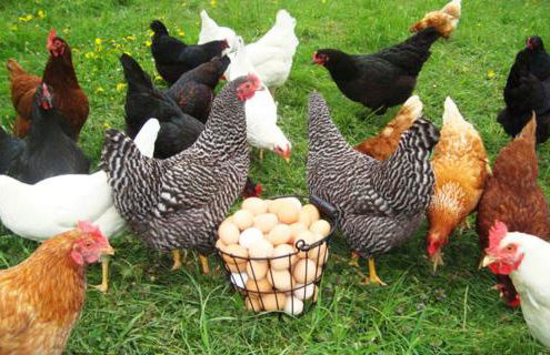 Agriturismo La Biandrina - Foto 115