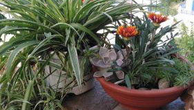 Raptis House - Photo 5