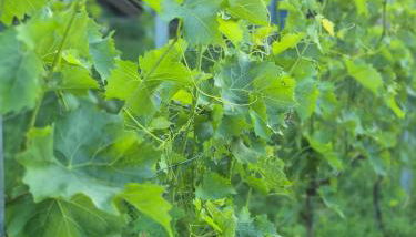 Weingut Lahmer August Appartment Rebstock - Foto 2, Garden view