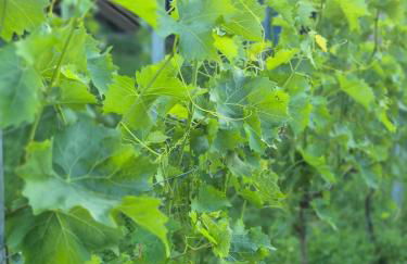 Weingut Lahmer August Appartment Rebstock - Foto 2