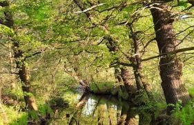 Fewo Abendsonne - Foto 40