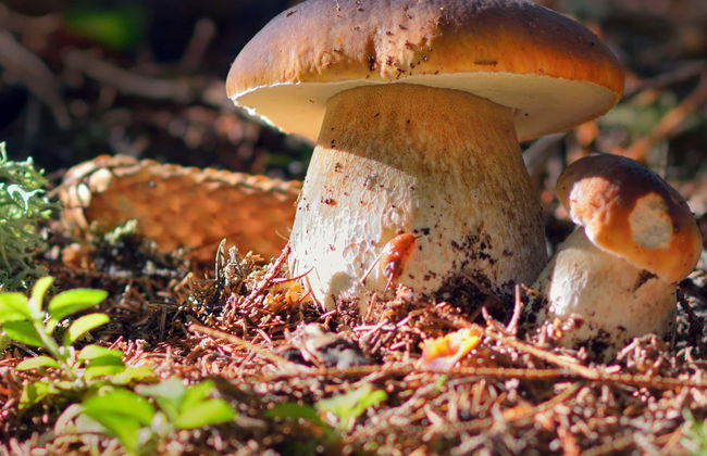 Mushroom Picking Quad Tour - Photo 1