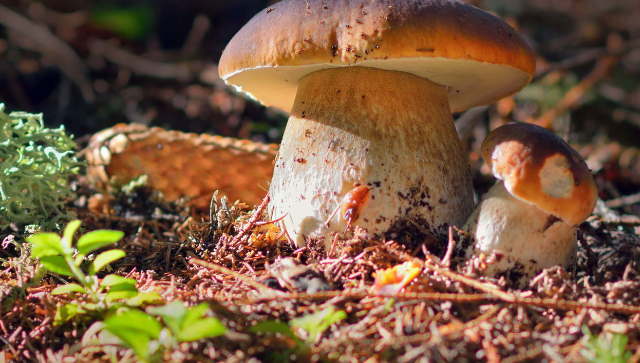 Mushroom Picking Quad Tour