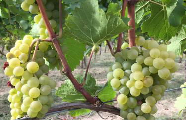 Ferien- Und Winzerhof Simon - Foto 14