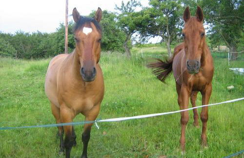 Les Coquelicots - Foto 14