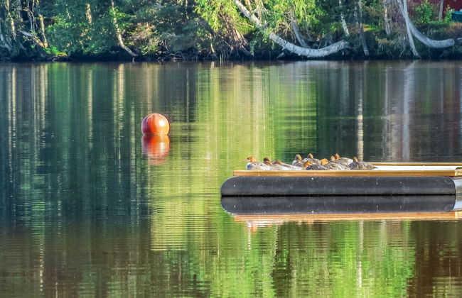 Joutsenlampi - Foto 25