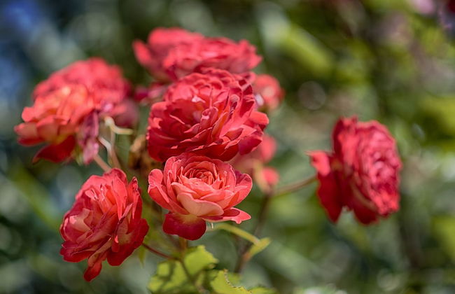 Luxury Chianti in La Farfalla - Foto 29