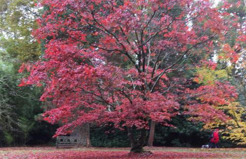 Silvergrove Apartment in E Sussex - Foto 42