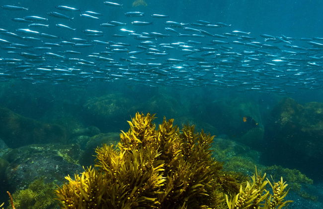Pinzón Island Snorkelling Activity - Foto 1