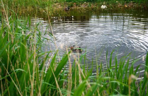 Ostseelandhaus mit Südterrasse und Teich OFC 07 - Foto 7