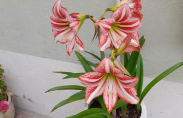 Appartamento Rosanna - Foto 60