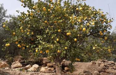 Private pool in Lecrin 30 min Granada/beach - Foto 17