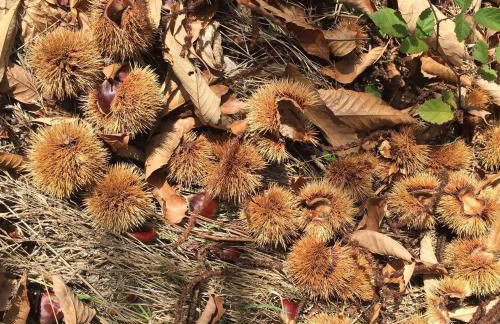 O Muíño da Balsiña - Foto 51