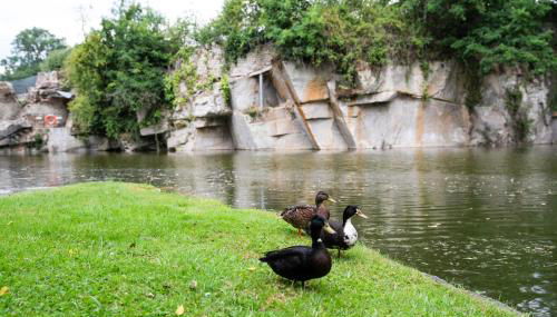 Carrière de la Tour - Foto 4, Garden