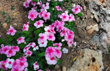 Apartmani Lea - Foto 11