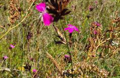 KURNIK - Domek pod lasem - Foto 33